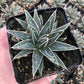 Porcupine Agave - Live Starter Plants - Agave Victoria Reginae - Compact Low Maintenance Succulent