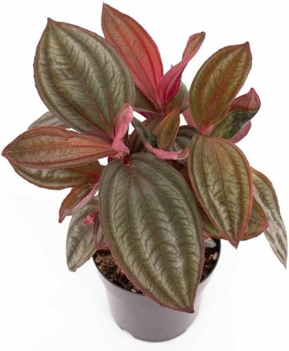 Medinilla Plant - 3 Live Starter Plants - Florist Quality Beautiful Easy Care Indoor Outdoor Tree