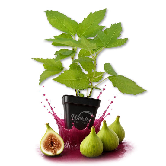 Lattarula Fig Tree - Live Plants in 3 Inch Growers Pots - Ficus Carica - Edible Fruit Tree for The Patio and Garden