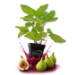 Lattarula Fig Tree - Live Plants in 3 Inch Growers Pots - Ficus Carica - Edible Fruit Tree for The Patio and Garden