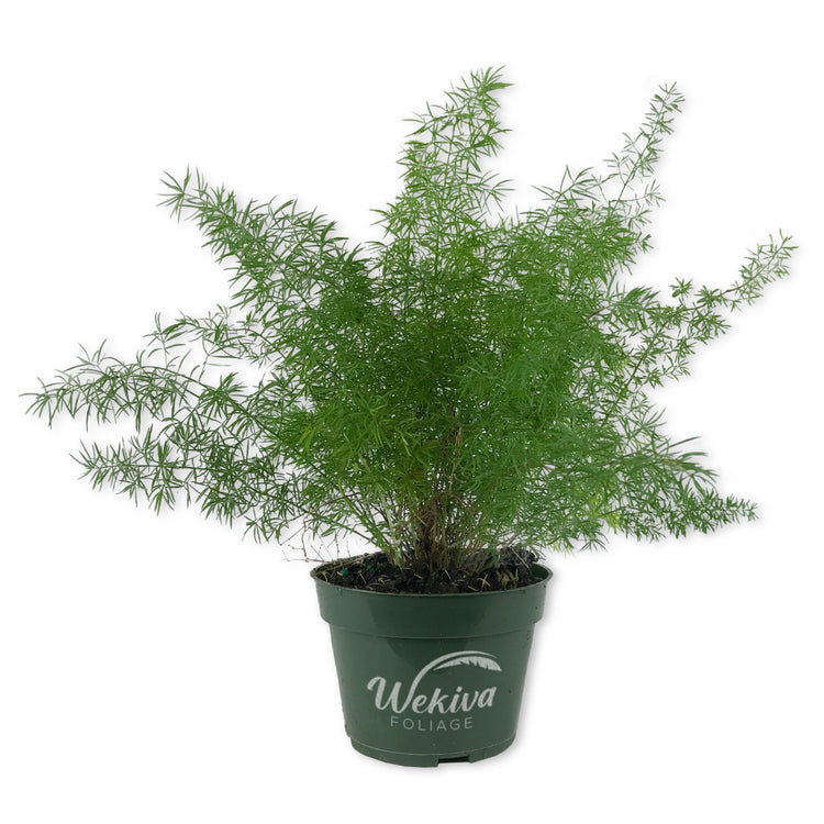 air fern plants Foxtail Fern Plant - Live Plants in 4 Inch Pots - Asparagus Densiflorus