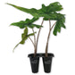 Alocasia Jacklyn - Live Starter Plants in 2 Inch Grower&