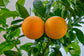 Hamlin Orange Tree - Live Plants in 1 Gallon Pots - Florida Only - Cannot Ship Out of Florida - Beautiful Fruit Tree for Patio and Garden