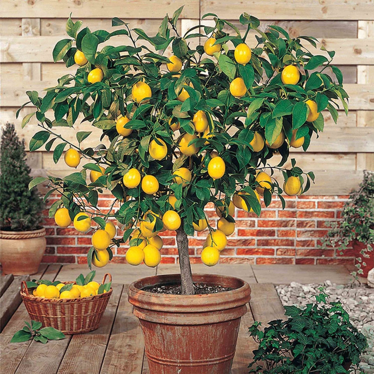lemon tree planting pot Meyer Lemon Tree - Live Plants in 1 Gallon Pots - Florida Only