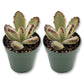 Kalanchoe Teddy - Live Starter Plants - Kalanchoe Tomentosa &