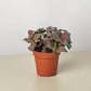 Red Fittonia - Live Starter Plants - Fittonia Albivenis - Beautiful Striking Colorful Houseplant