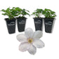 Clematis Guernsey Flute - Live Starter Plants in 2 Inch Growers Pots - Starter Plants Ready for The Garden - Rare Clematis for Collectors
