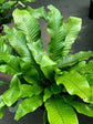 Crocodile Fern - Live Plants in 4 Inch Grower&