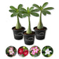 Desert Rose Plant - Live Starter Plant - Adenium Obesum - Dramatic Drought Tolerant Cactus Succulent