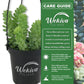 Burros Tail Plant - Live Plants in 4 Inch Growers Pots - Sedum Morganianum - Drought Tolerant Indoor Outdoor Easy Care Succulent Houseplant
