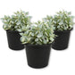 Million Hearts Plant - Live Starter Plants - Dischidia Ruscifolia