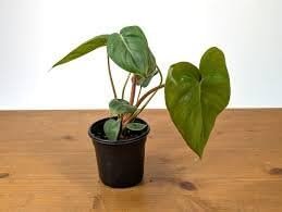 Glorious Philodendron - Live Starter Plants - Philodendron Gloriosum - Bold Beautiful Textured Houseplant