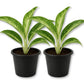 Aglaonema White Rain - Live Starter Plants - Aglaonema Commutatum