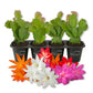 Christmas Cactus - Live Starter Plants - Schlumbergera Bridgesii - Beautiful Colorful Tropical Indoor Succulent