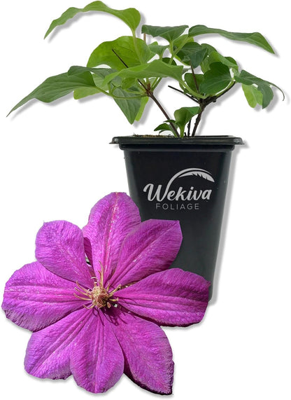 Clematis Perrins Pride - Live Starter Plants in 2 Inch Growers Pots - Starter Plants Ready for The Garden - Rare Clematis for Collectors (4 Plants)