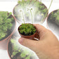 Sundew Drosera Carnivorous Plant - Live Plants in 3 Inch Pots - Beautiful Easy Care Indoor Tropical Carnivorous Plants