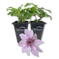 Clematis Ithemba - Live Starter Plants - Delicate Beautiful Classic Elegant Lavender Flowering Vine