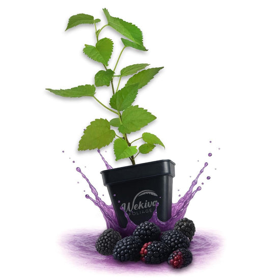 Illinois Everbearing Mulberry Tree - Live Plants in 3 Inch Growers Pots - Morus Alba x Rubra - Edible Fruit Bearing Tree for The Patio and Garden
