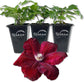 Clematis Rouge Cardinal - Live Starter Plants in 2 Inch Growers Pots - Starter Plants Ready for The Garden - Rare Clematis for Collectors