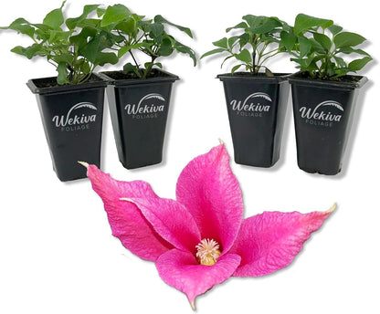 Clematis Princess Diana - Live Starter Plants - Beautiful Graceful Bell Shaped Pink Flowering Vine