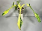 Joepii Philodendron - Live Starter Plants - Philodendron x Joepii - Beautiful Bold Climbing Houseplant