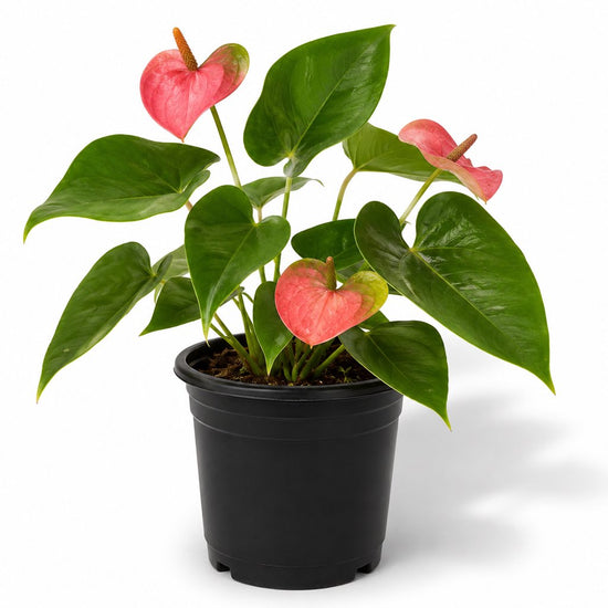 Cobra Anthurium - Single - 4 Inch Pot - Anthurium Bonplandii