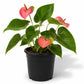Cobra Anthurium - Single - 4 Inch Pot - Anthurium Bonplandii