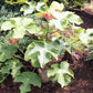 Buddha Belly Plant - Live Plants in 4 Inch Growers Pots - Jatropha Podagrica - Low Maintenance Indoor Houseplant Elegant and Exotic Tropical Succulent