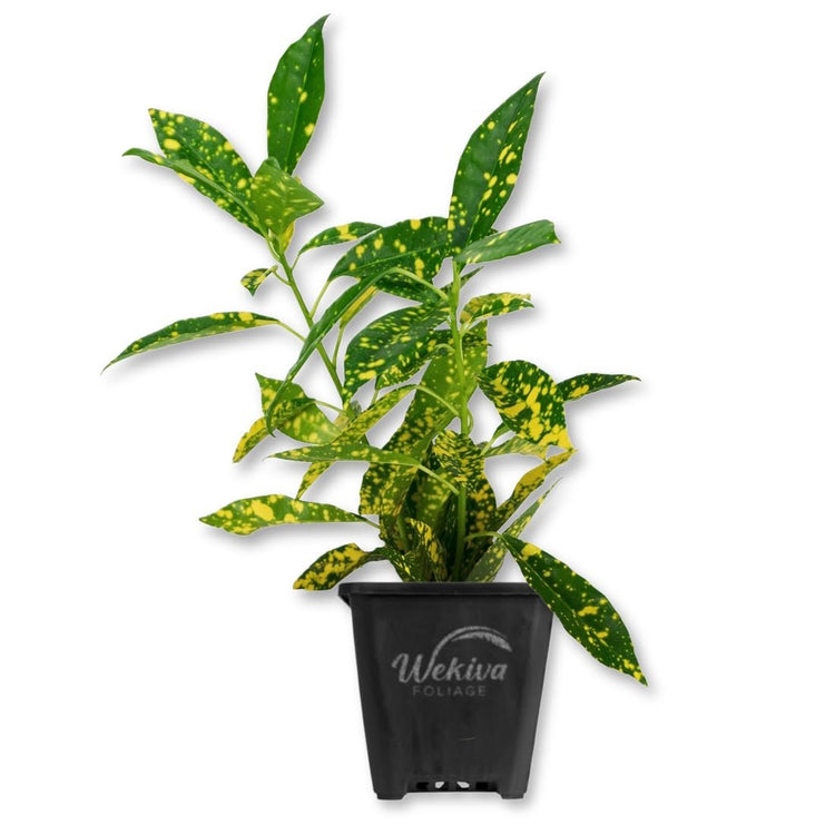gold dust indoor plant Croton Gold Dust - Live Starter Plants in 3 Inch Growers Pots