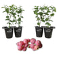 Blueberry Plant - 4 Live Starter Plants - Vaccinium - Edible Fruit Bearing Tree for The Patio and Garden