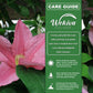 Clematis Sally - Live Starter Plants in 2 Inch Growers Pots - Starter Plants Ready for The Garden - Rare Clematis for Collectors
