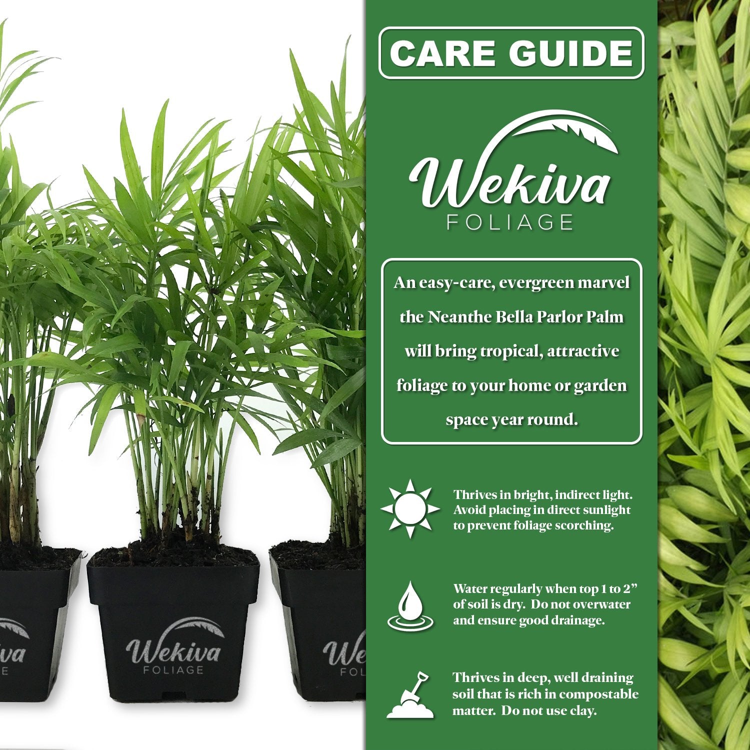 parlor palm watering schedule Neanthe Bella Parlor Palm - Live Plants in 3 Inch Pots