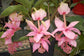Medinilla Plant - 2 Live Starter Plants - Florist Quality Beautiful Easy Care Indoor Outdoor Tree