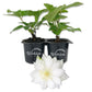 Clematis Duchess of Edinburgh - Live Starter Plants in 2 Inch Growers Pots - Starter Plants Ready for The Garden - Beautiful White Bloom Flowering Vine