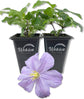 Clematis Prince Charles - Live Starter Plants in 2 Inch Growers Pots - Starter Plants Ready for The Garden - Rare Clematis for Collectors