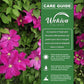 Clematis Sunset - Live Starter Plants in 2 Inch Growers Pots - Starter Plants Ready for The Garden - Beautiful Deep Red and Pink Flowering Vine