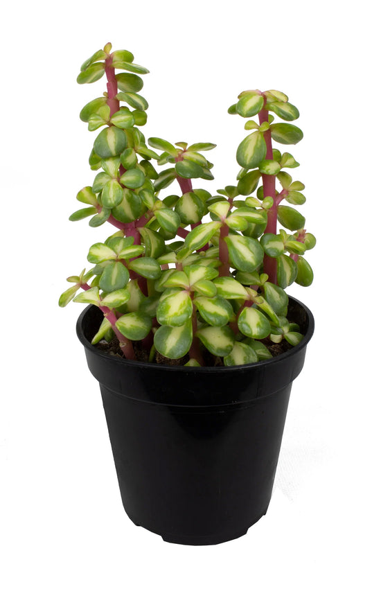 Midstripe Rainbow Bush - Live Starter Plants - Portulacaria Mediopicta - Beautiful Colorful Exotic Indoor Succulent Houseplant