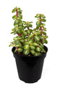Midstripe Rainbow Bush - Live Starter Plants - Portulacaria Mediopicta - Beautiful Colorful Exotic Indoor Succulent Houseplant