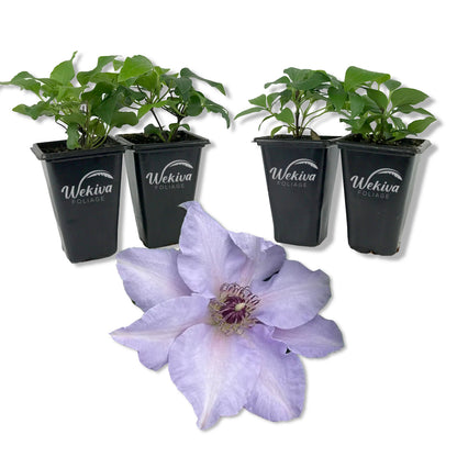 Clematis Eliza - Live Starter Plants - 2 Inch Pot