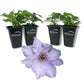 Clematis Eliza - Live Starter Plants - 2 Inch Pot