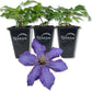 Clematis Rhapsody - Live Starter Plants in 2 Inch Growers Pots - Starter Plants Ready for The Garden - Rare Clematis for Collectors