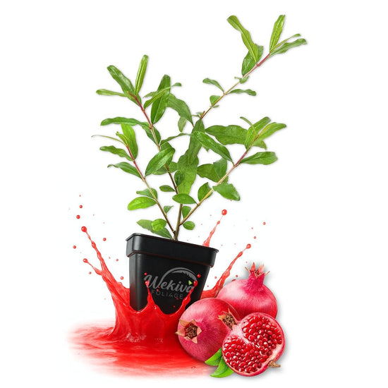 Sirenevyi Pomegranate Tree - Live Plants in 3 Inch Growers Pots - Edible Fruit Bearing Tree for The Patio and Garden