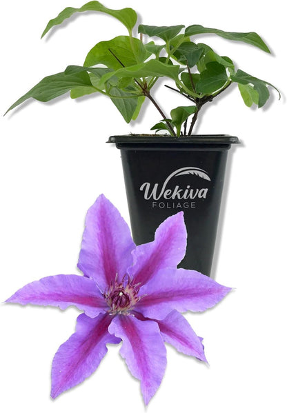 Clematis INES - Live Starter Plants in 2 Inch Growers Pots - Starter Plants Ready for The Garden - Rare Clematis for Collectors