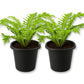 Silver Lady Tree Fern - Live Starter Plants - Blechnum Gibbum