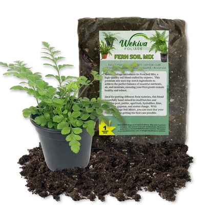 Austral Gem Fern and Soil Mix Combo - Live Plant in a 4 Inch Pot with 1 Quart Fern Soil Mix - Asplenium Parvati with Custom Soil Blend