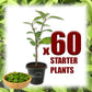 Longevity Spinach - Live Starter Plants - Gynura Procumbens - Grow Your Own Vegetables and Fruit in The Garden or Patio