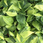 Philodendron Brasil - Live Plants in 4 Inch Pots - Beautiful Elegant Vining Indoor Houseplant - Air Purifying