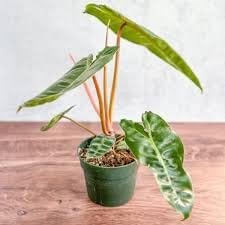 Billienum Philodendron - Live Starter Plants - Philodendron Billietiae x Pastazanum - Bold Bright Climbing Indoor