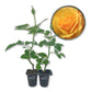 Good As Gold Rose Bush - Live Starter Plants - Beautifully Fragrant Hybrid Tea Rose - A Versatile Beauty with Colorful Golden Blooms