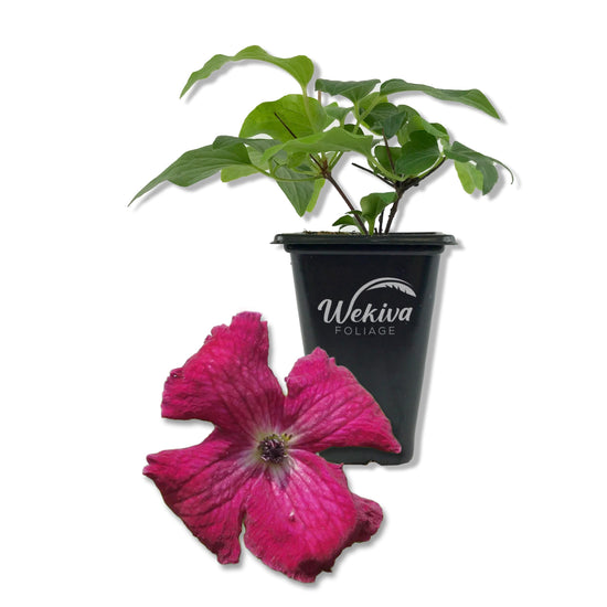 Clematis Kermesina - Live Starter Plants - Bold Beautiful Velvety Classic Red Flowering Vine